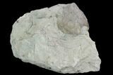 Fossil Crinoid (Eucalyptocrinus) Calyx on Rock - Indiana #127319-1